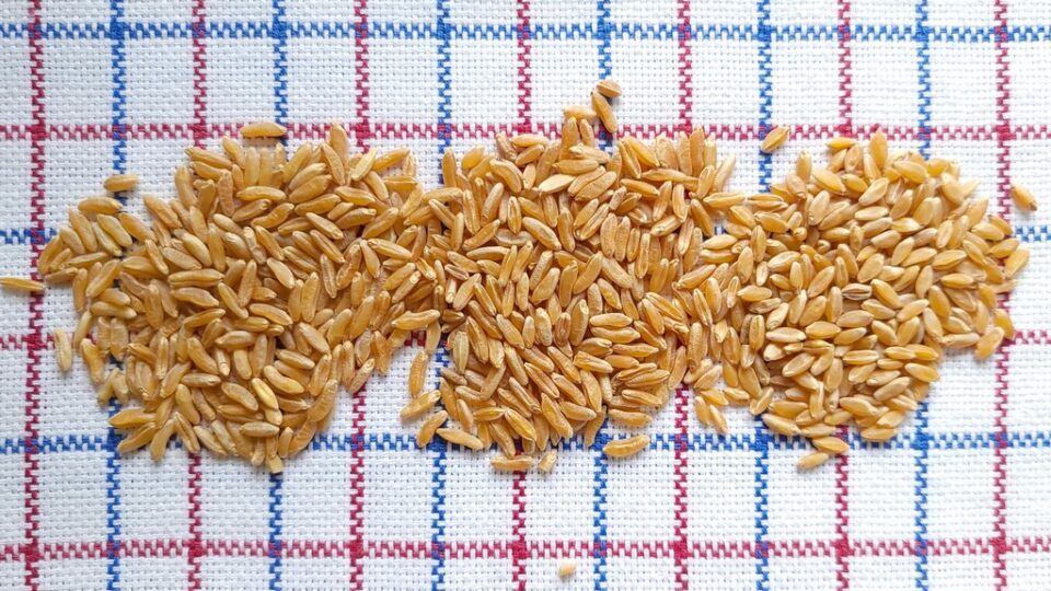 Kamut, Khorasan, and Durum Wheats Comparison