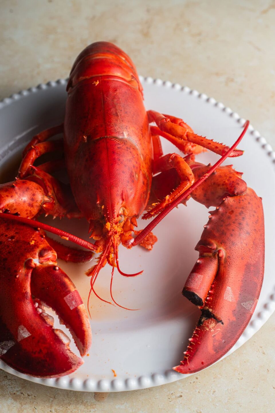 A whole cooked lobster on a ceramic plate on a countertop.